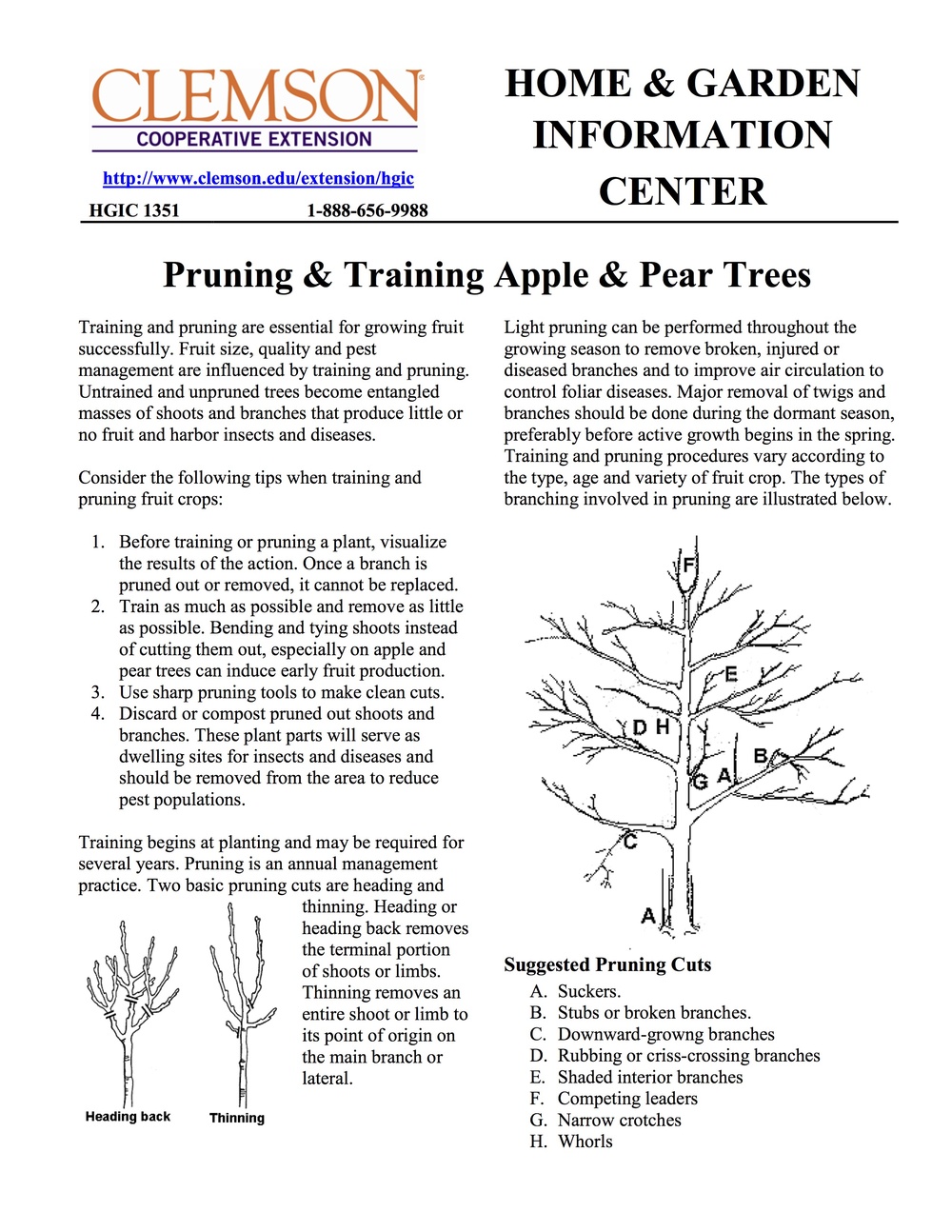 How do you brace a fruit tree branch?
